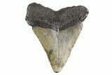Fossil Megalodon Tooth - South Carolina #325240-1